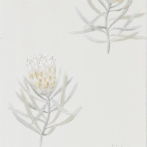 Willow Bloom Home Protea Daffodil:Natural Wallpaper
