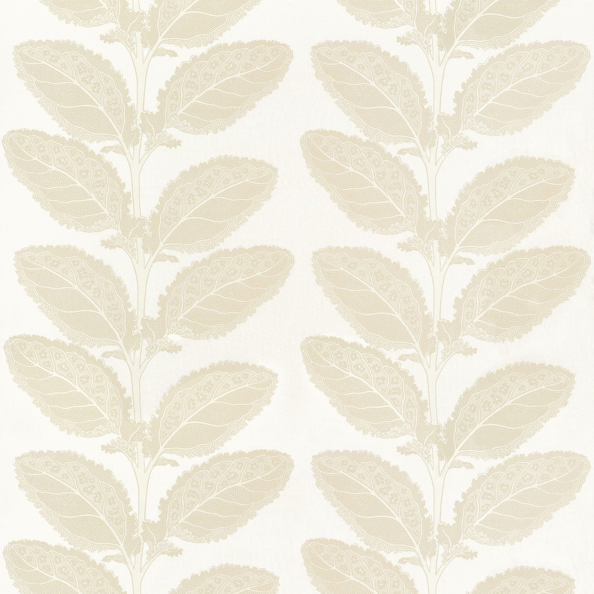 Lacinato Birch
